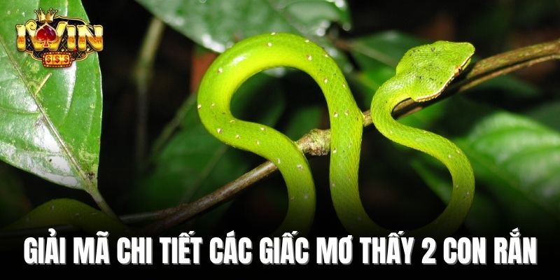 Giải mã chi tiết các giấc mơ thấy 2 con rắn